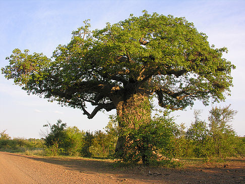 Bäume und Sträucher - Limpopo