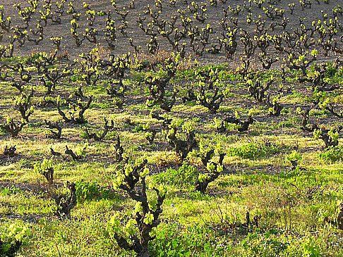 Foto Weingebiet Penedès